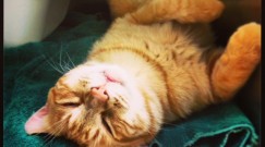 cat nap
